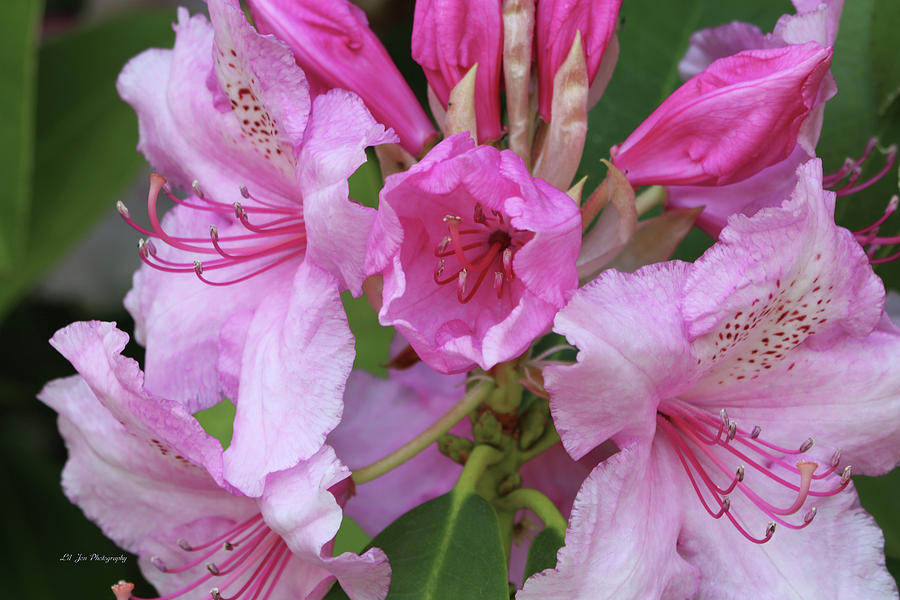 New Rhododendron Bloom Photograph by Jeanette C Landstrom