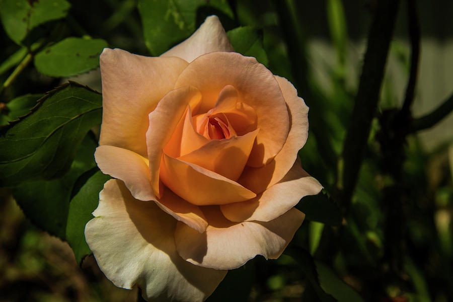 New Rose Photograph by Doug Scrima