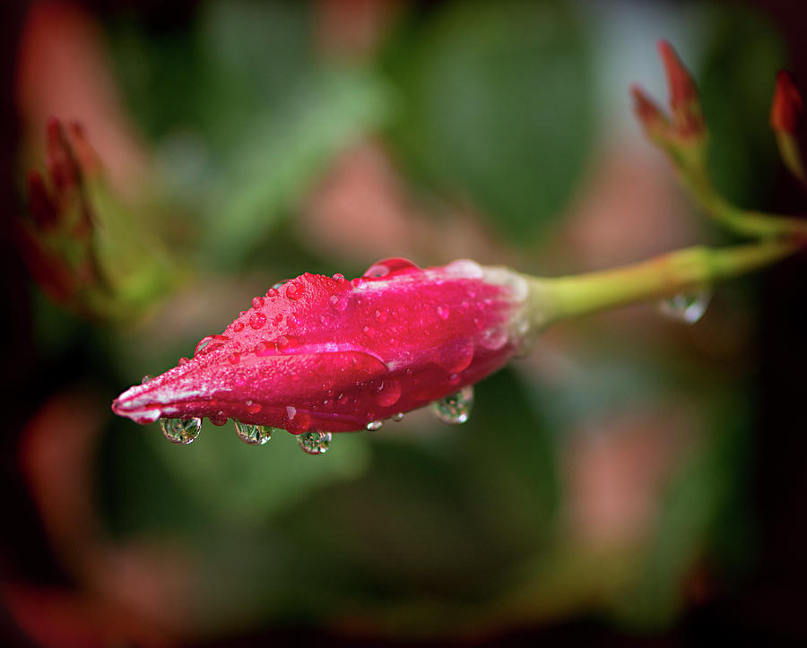 Rose Bud with Dew - Photograph Digital Art by Cordia Murphy