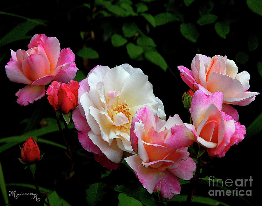 New-roses? Photograph by Mariarosa Rockefeller