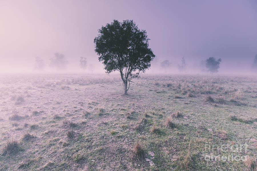 New South Wales foggy meadow Photograph by Jorgo Photography