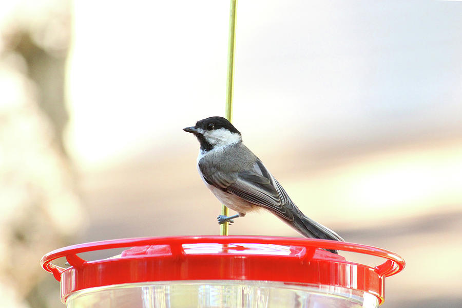 New Species of Humming Birds Photograph by David Stasiak