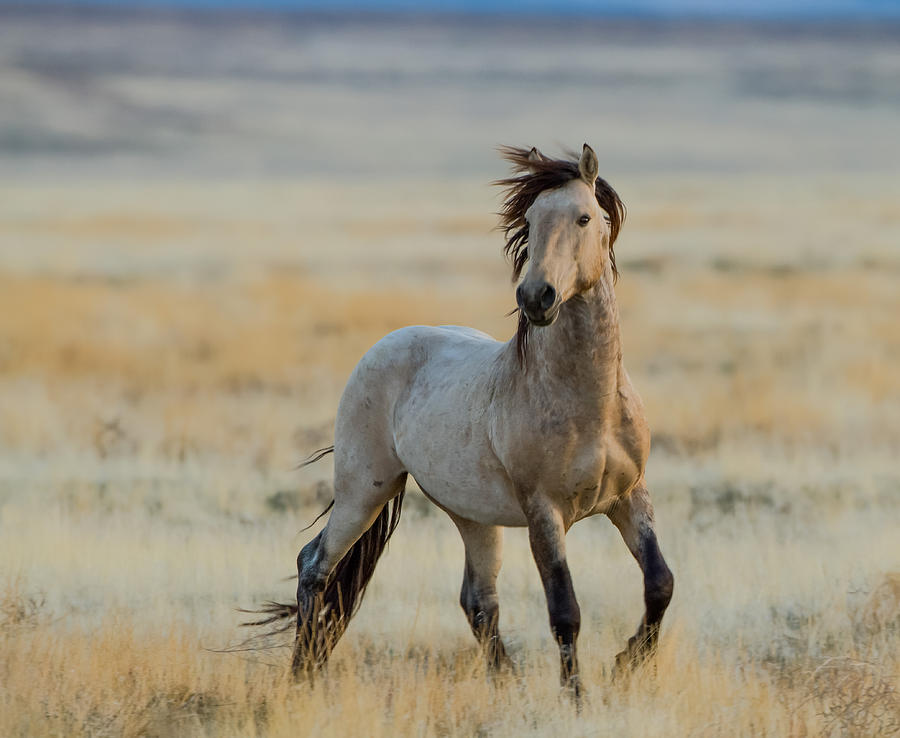 New Stallion Photograph by Kent Keller