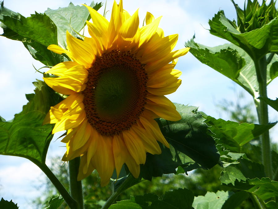 New Sunshine Bloom Photograph by Tina M Wenger - Fine Art America