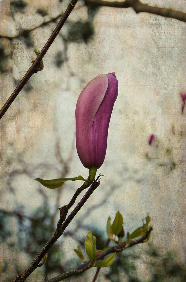 Pink Magnolia Bloom Photograph by Marilyn Wilson