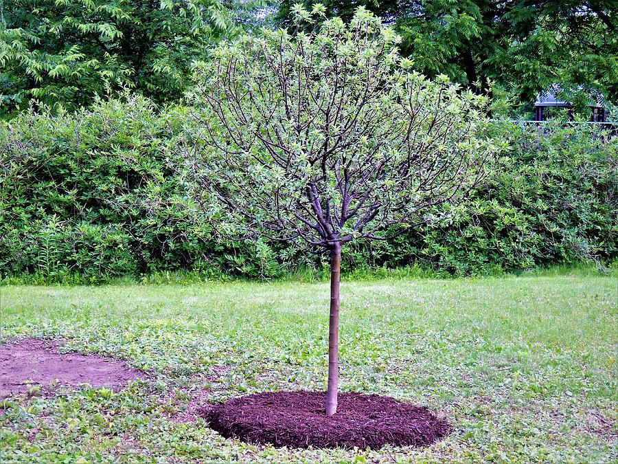 New Tree Planted Photograph