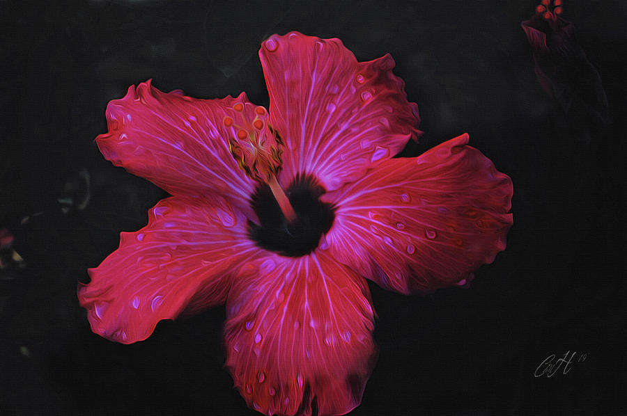 Hibiscus Painting - Dewey Hibiscus by Christina M Hale