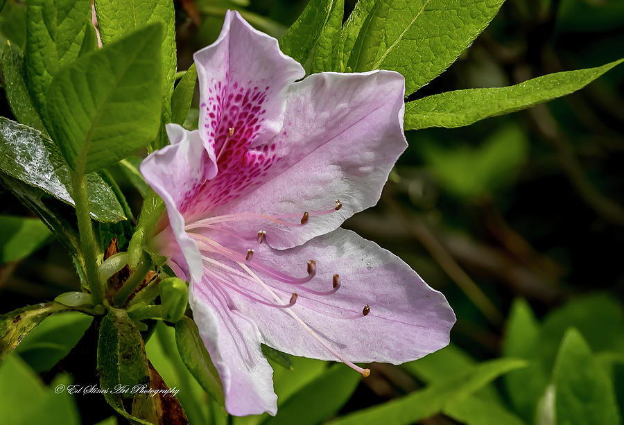 Pink Spotted Azalea Photograph by Ed Stines
