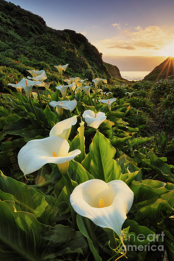 Nature Photograph - Valley of The Lilies by Erick Castellon