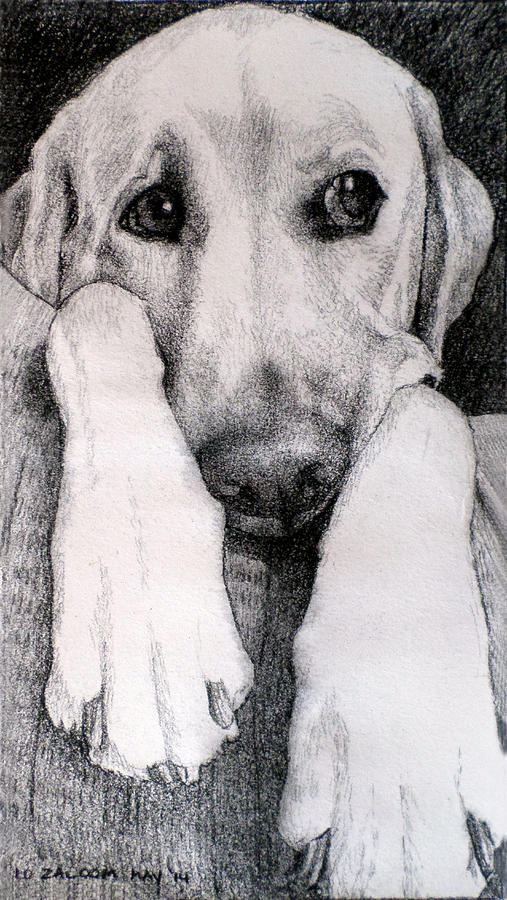 Dog Drawing - Baxter Ponders his Next Move #1 by Lorraine Zaloom