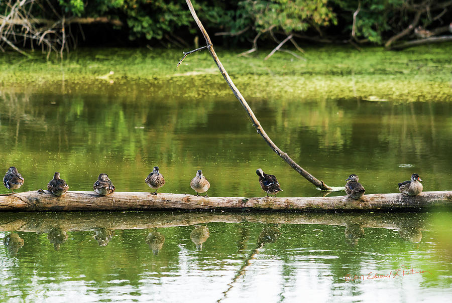 New Wood Ducks On A Log Photograph by Ed Peterson