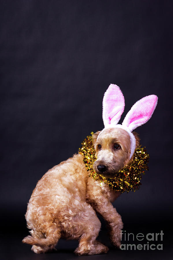 New Year Bunny Photograph