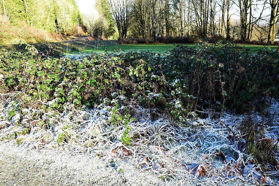 New Year Frost Photograph by Tom Cochran