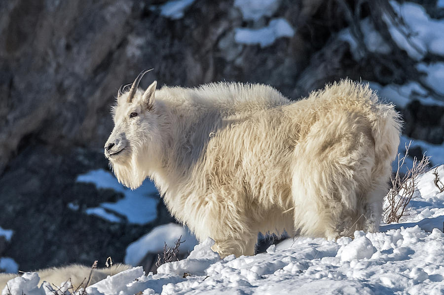 New Years Day Mountain Goat Photograph by Yeates Photography