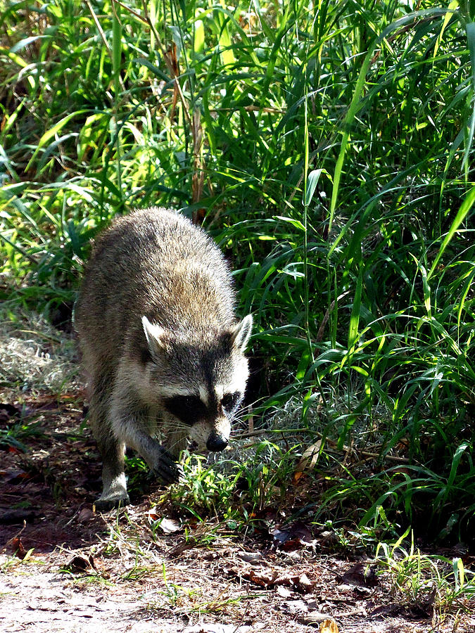 New Years Day Raccoon 000 Photograph by Christopher Mercer