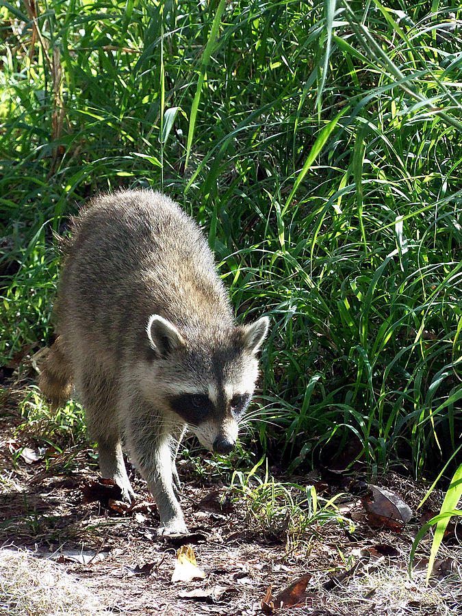 New Years Day Raccoon 001 Photograph by Christopher Mercer