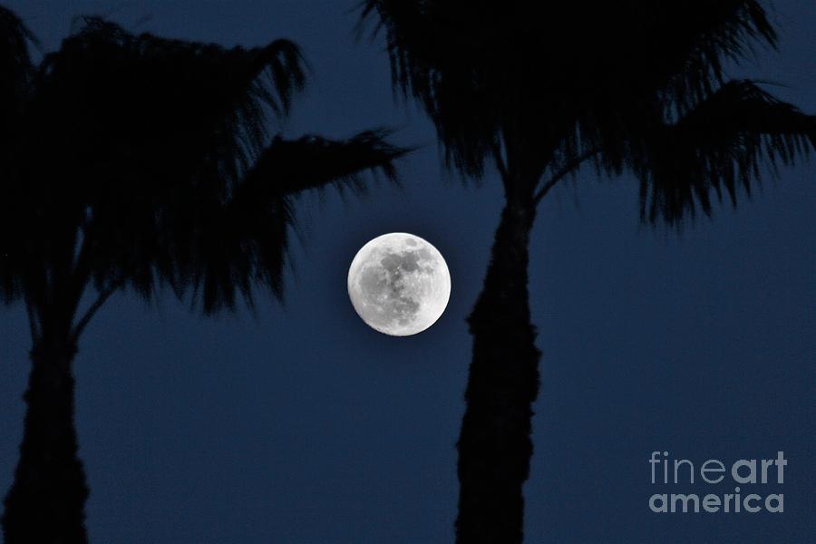 New Years Eve Moon Rise Photograph by Donn Ingemie