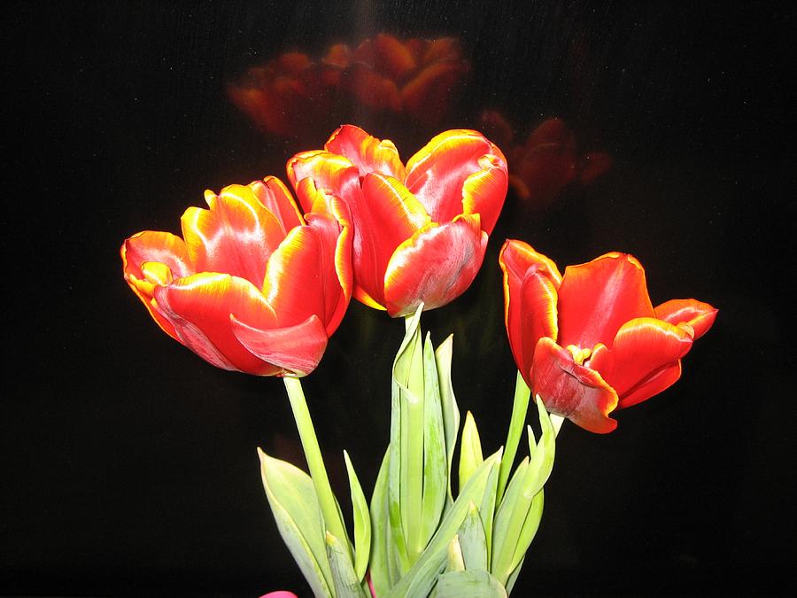 New Years Tulips Photograph by Eileen Brymer