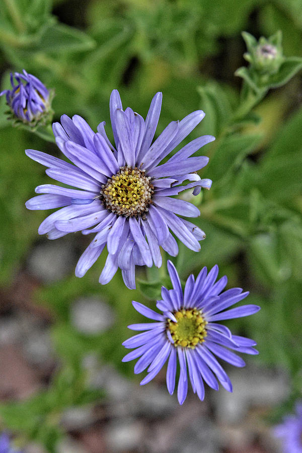 New York Aster Photograph by FineArtRoyal Joshua Mimbs