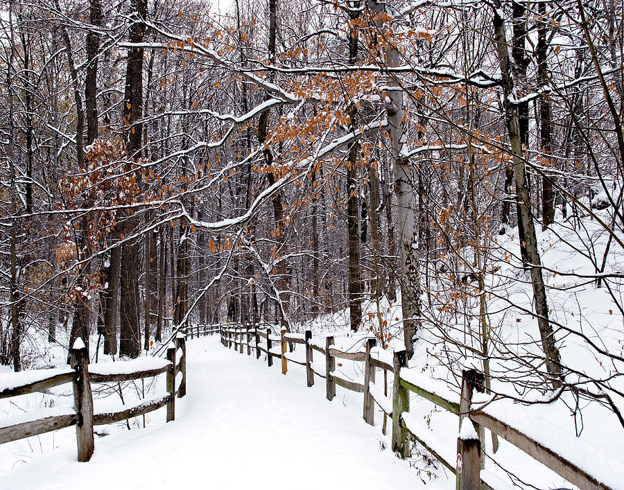 New York Botanical Garden Winter Trail 1 Photograph