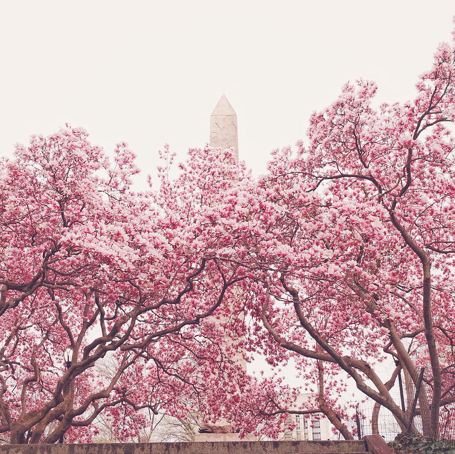New York City - Springtime Cherry Blossoms Central Park Photograph by Vivienne Gucwa