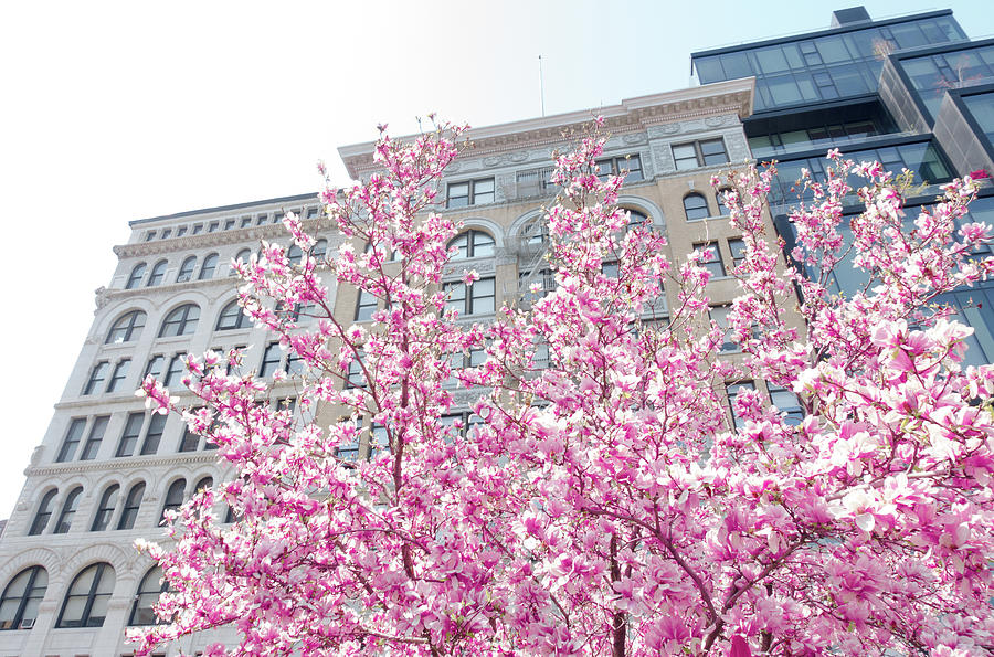 New York in the Springtime Photograph by Vivienne Gucwa