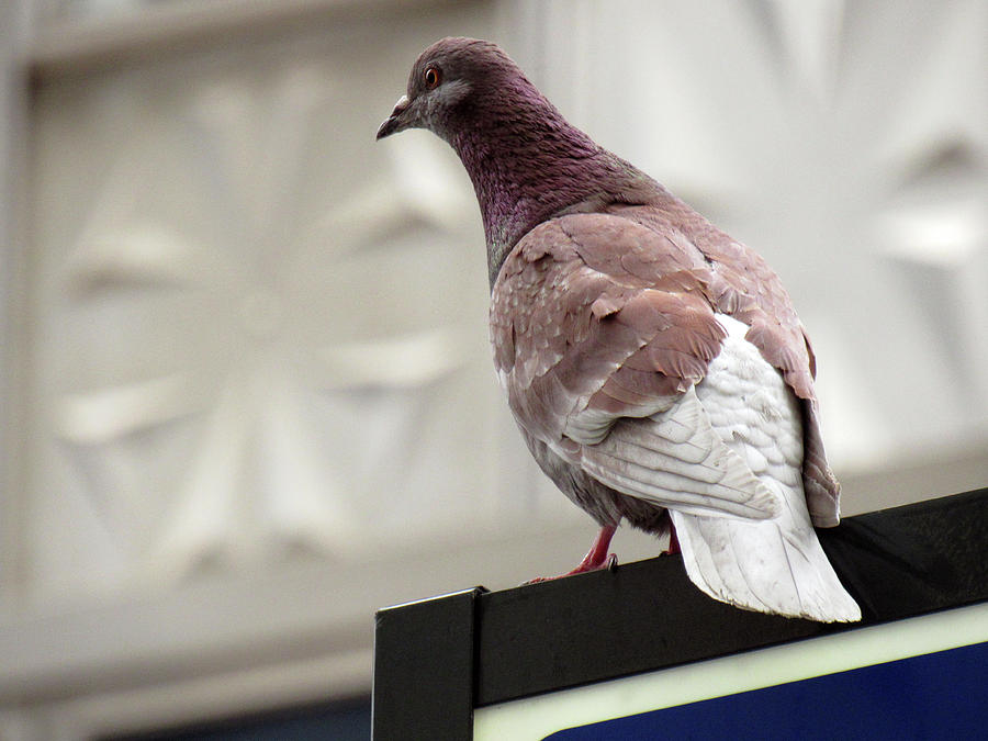 New York Pigeon Photograph by Inge Van Balkom - Pixels