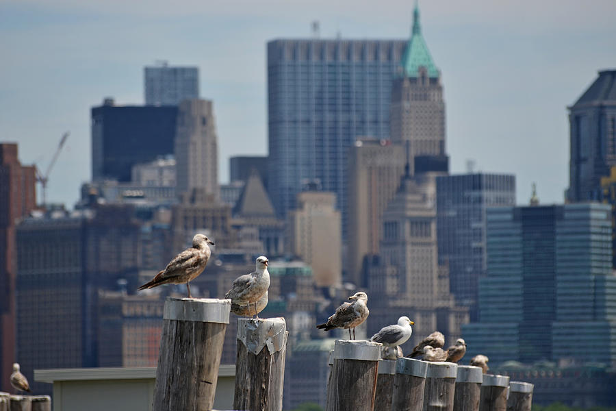 Bird Photograph - New York Seagulls by Toby McGuire