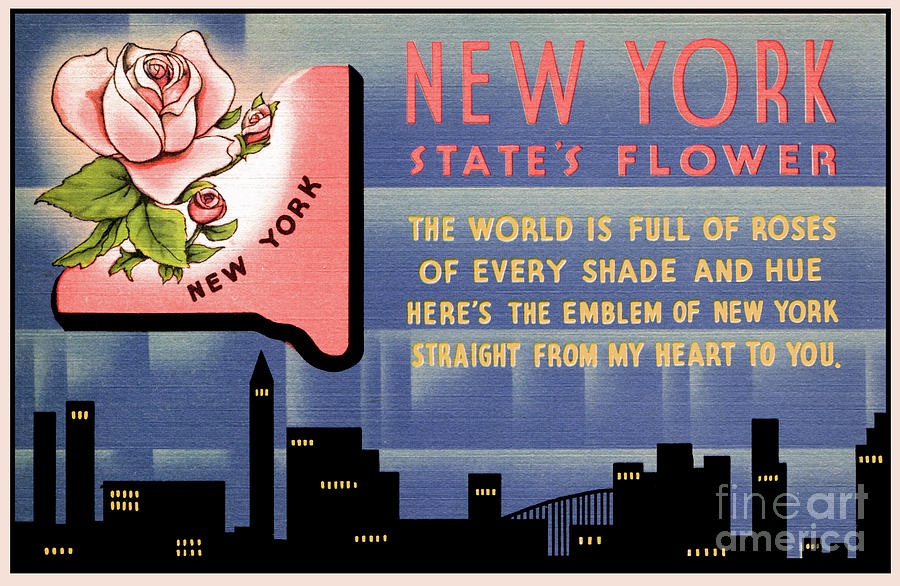 New York state flower vintage greetings from Drawing by Heidi De Leeuw