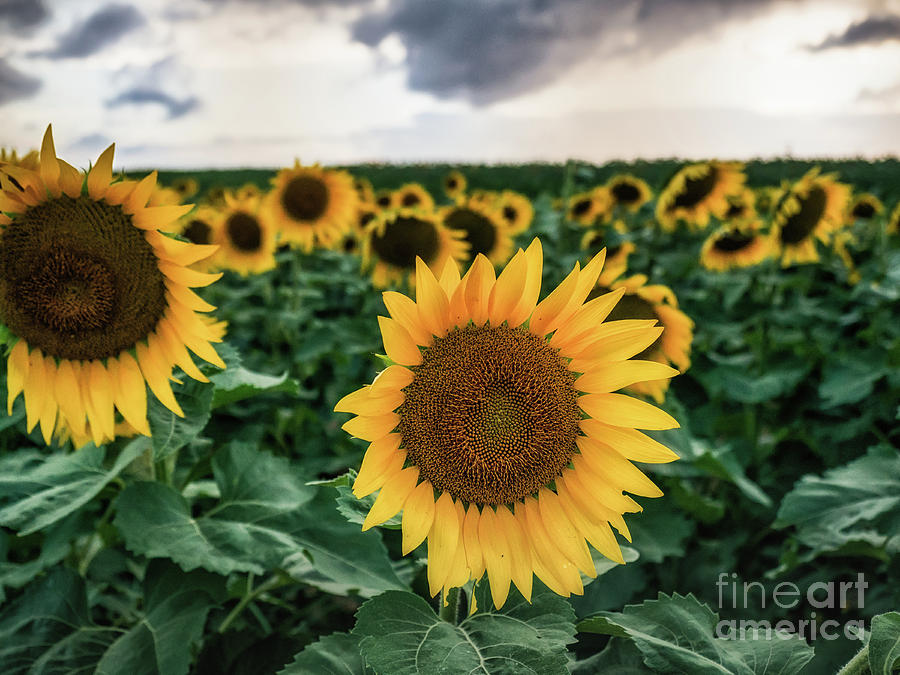 New York Sunflower Friends Photograph by Alissa Beth Photography