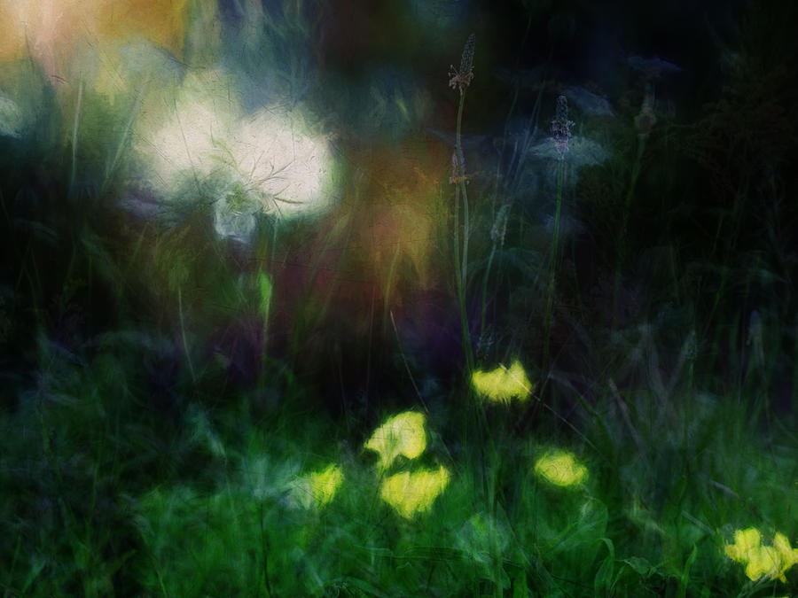 Flower Photograph - New York Wildflowers XXII by Tina Baxter