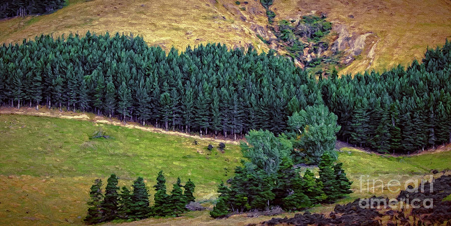 Tree Photograph - New Zealand Countryside by Doug Sturgess