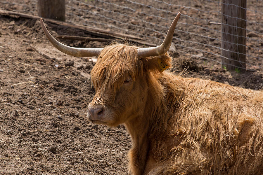 New Zealand Cow Photograph By Peter Moore - Pixels