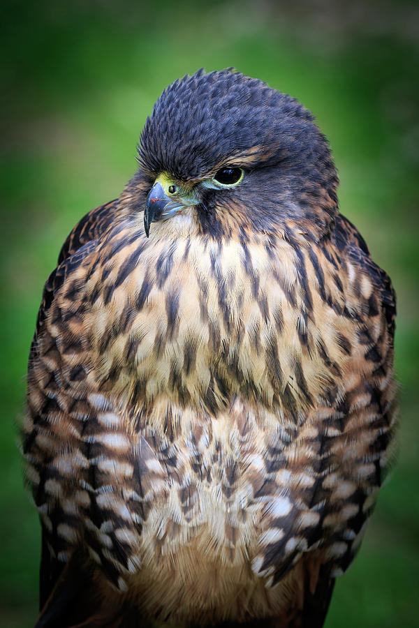 New zealand falcon  Photograph by Chris Smith