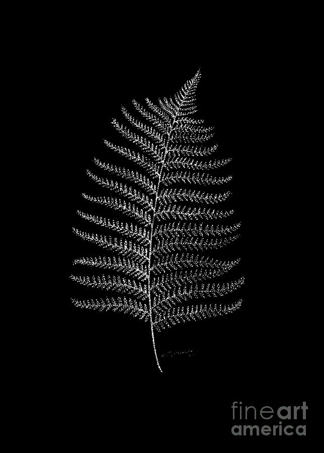 New Zealand Fern Leaf Drawing by Jane Lucas