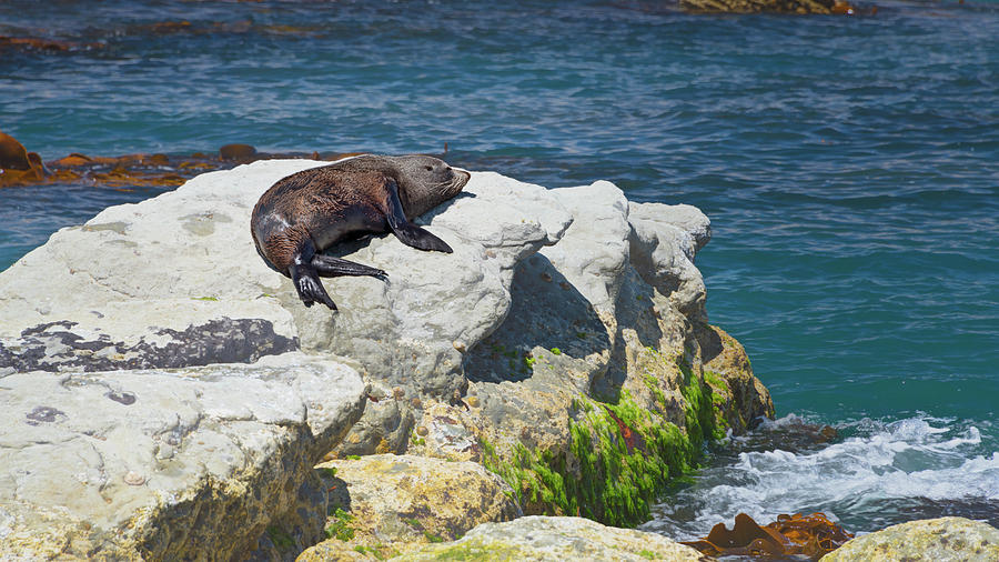 New Zealand Fur Seal Photograph by Joan Carroll
