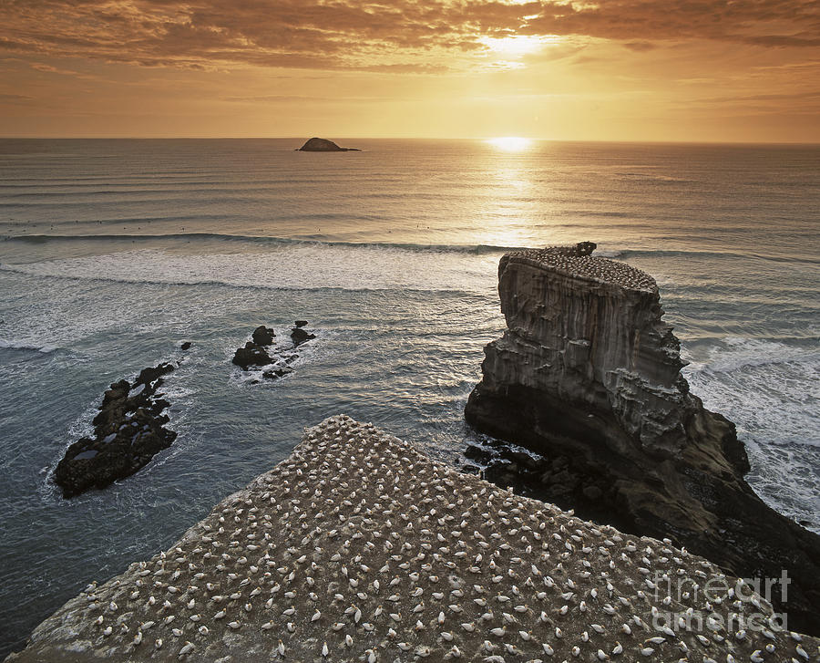 Bird Photograph - new zealand gannet colony at muriwai beach ,gannet fly from Muri by Juergen Held Bird Photograph - new zealand gannet colony at muriwai beach ,gannet fly from Muri by Juergen Held