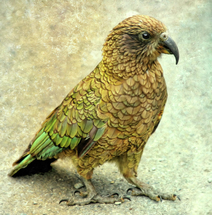 New Zealand Parrot Photograph - New Zealand Kea Parrot by Georgiana Romanovna