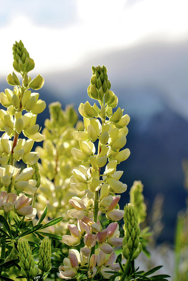 New Zealand Lupines Photograph