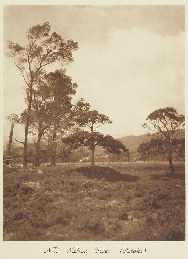 New Zealand native trees Titoki. From the album  Camera Pictures of New Zealand, 1920s New Zealand,  Painting by Celestial Images