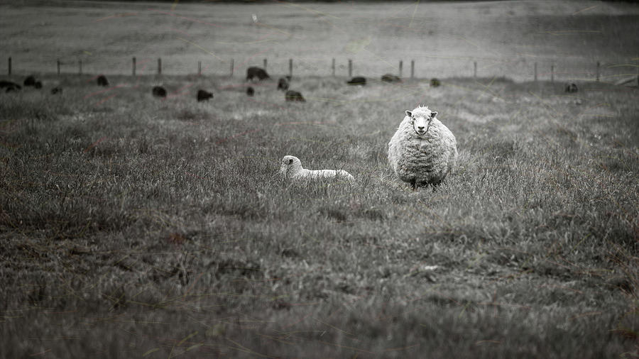 Sheep Photograph - New Zealand Sheep BW by Joan Carroll