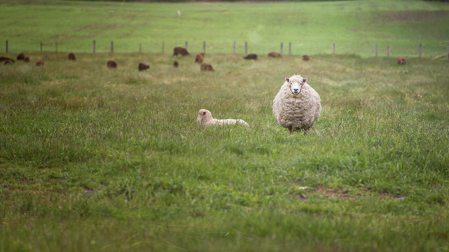 Sheep Photograph - New Zealand Sheep by Joan Carroll