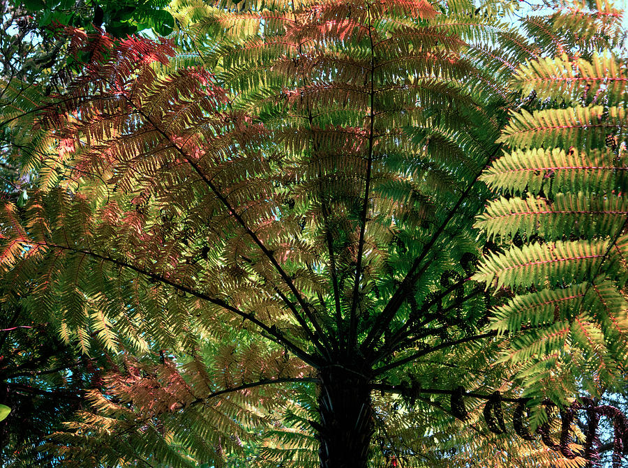 New Zealand Tree Fern Photograph by Joan Carroll
