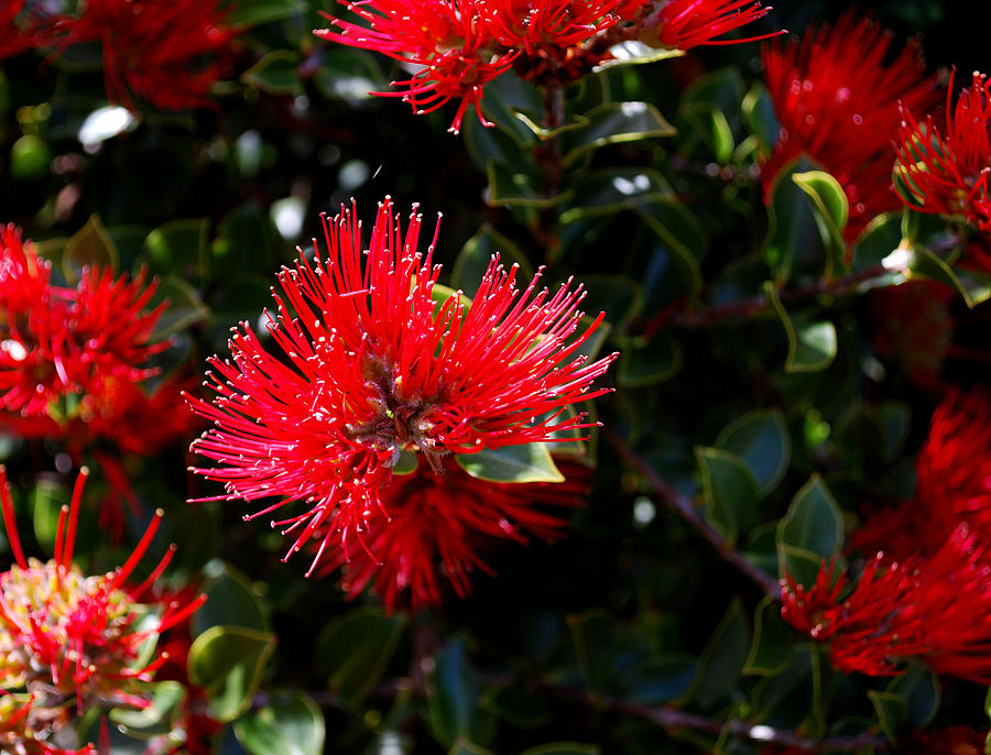 New Zealand xmas tree Photograph by Coral Dolan