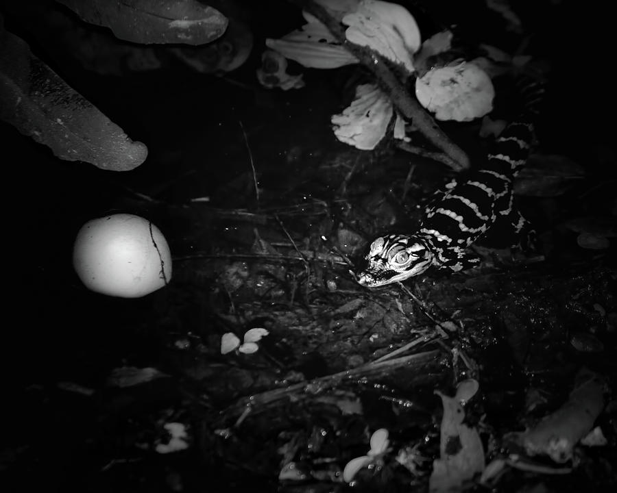 Newborn Baby Alligator Photograph by Mark Andrew Thomas