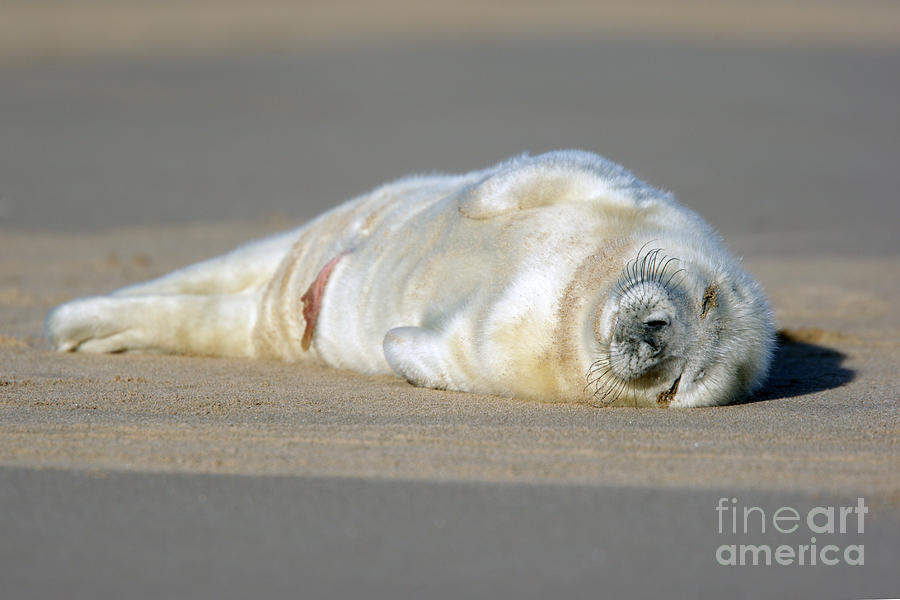 Newborn baby Atlantic Grey Seal sleeping Photograph by Tony Mills