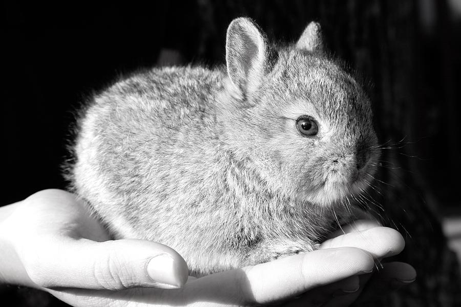 Newborn bunny Photograph by Polly Castor