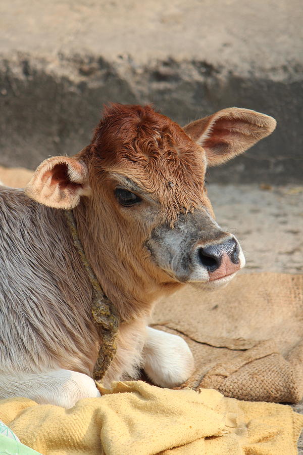 Newborn Calf, Rishikesh Photograph by Jennifer Mazzucco