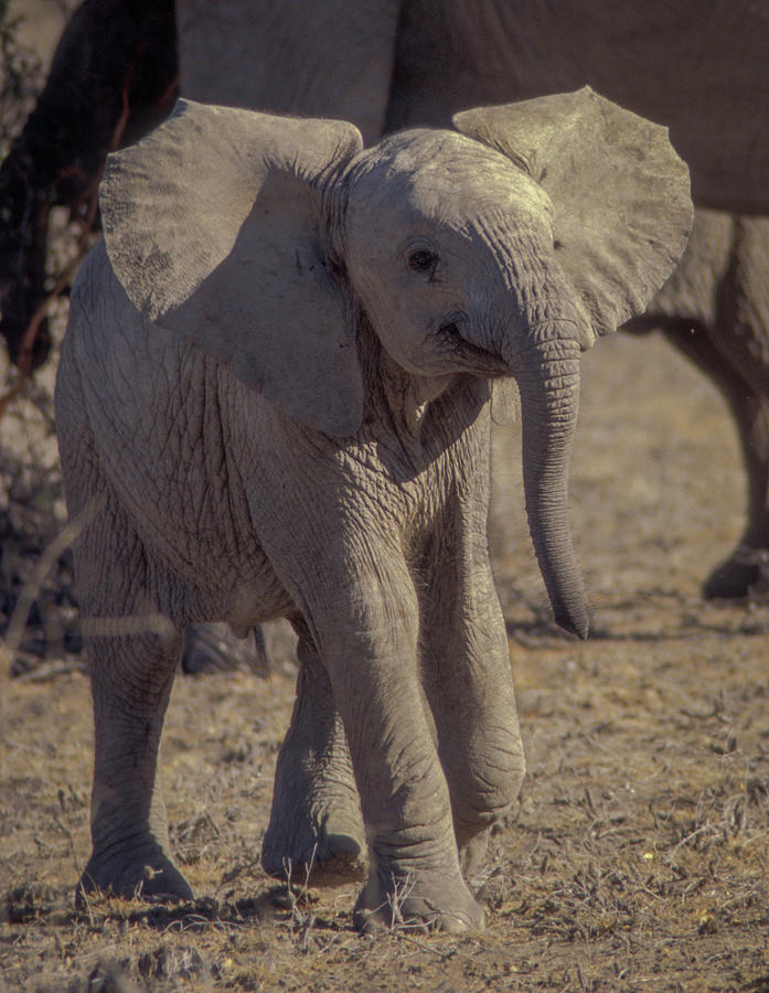 Newborn Elephant Photograph by Norman Reid