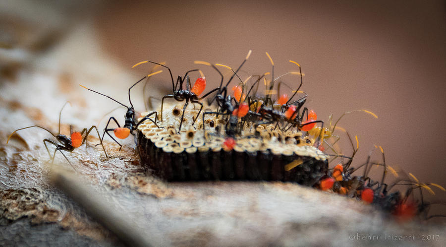 Newborn Insects Photograph by Henri Irizarri